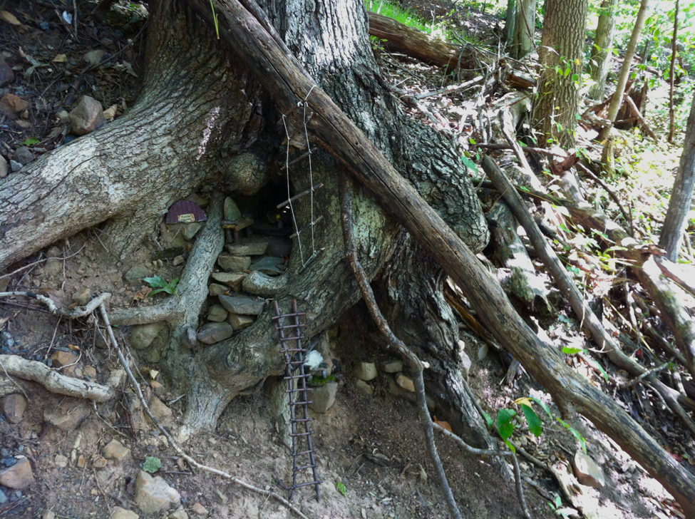 Ladders in tree roots.BWC