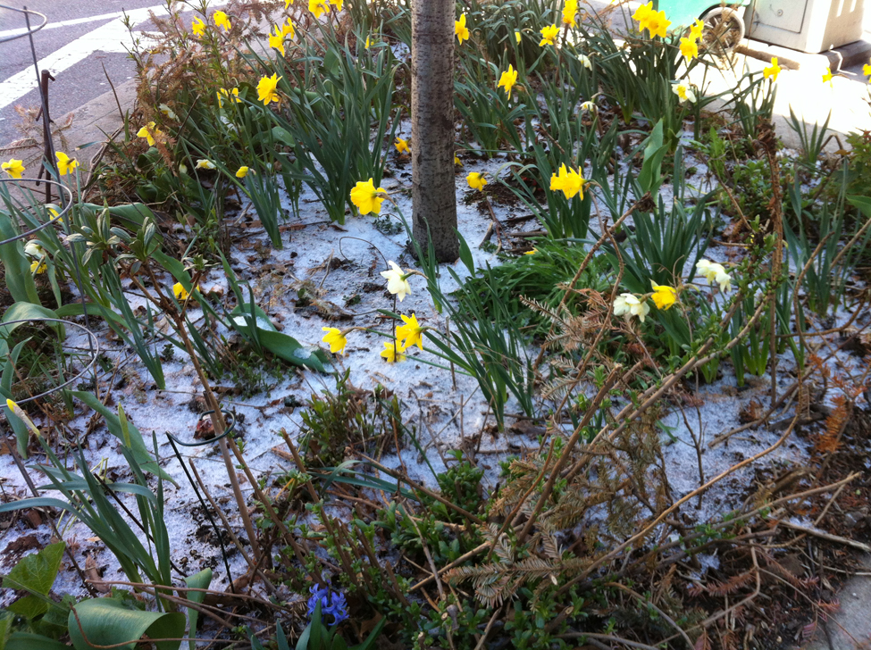 Narcissi.bwc