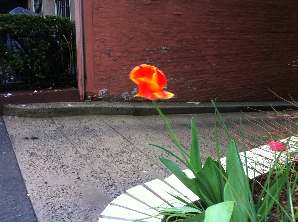 Tulip 24th Street.bwc