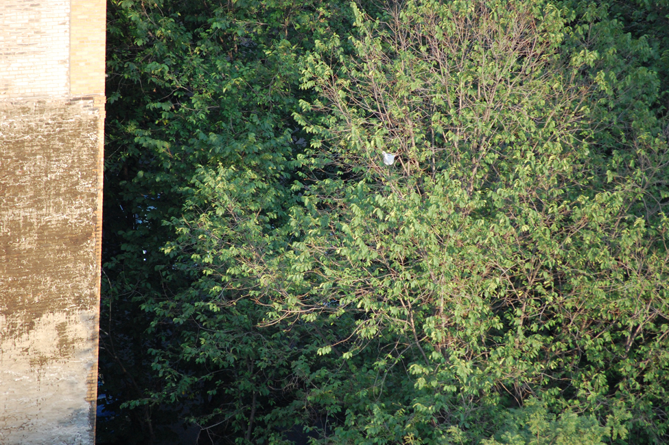 WallTree.bwc