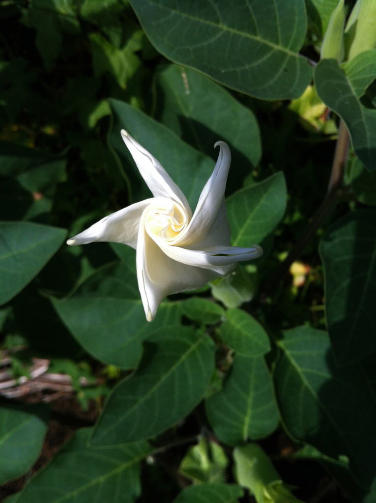 WhiteStarFlower.bwc
