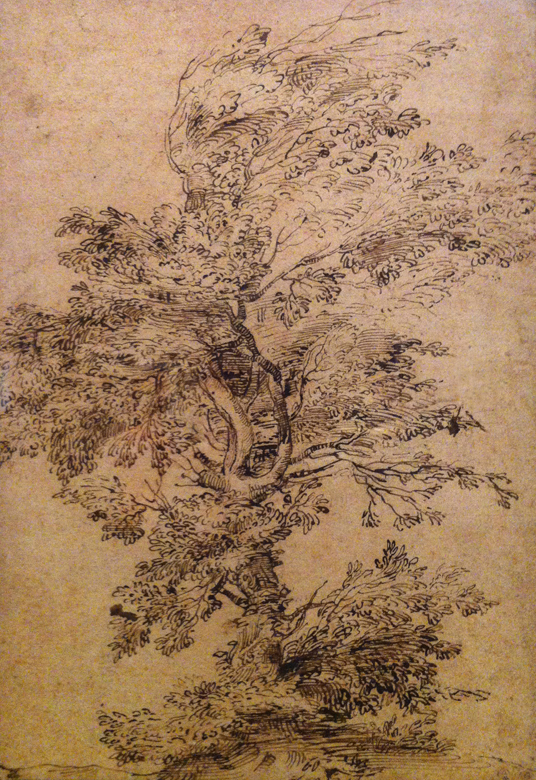 Annibale Carracci
(Italian, 1560–1609).
Study of a Tree, ca. 1600.
Pen and brown ink, over black chalk.
Private collection.