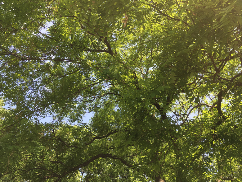 FullyLeafedTrees.bwc