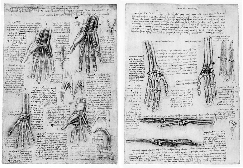 Leonardo da Vinci. Dissections of the Hand; Bones of the Hand. ca. 1510