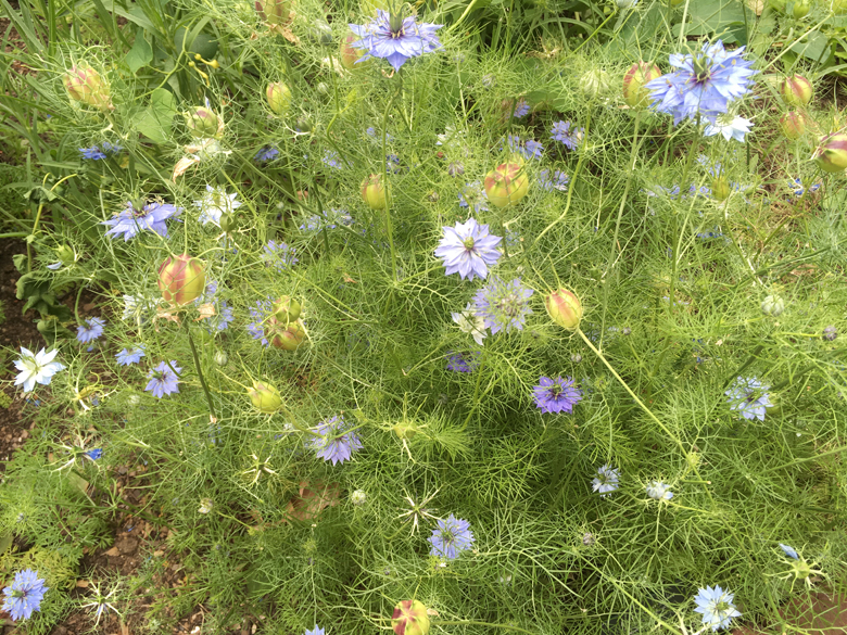 FlowersCloisters.bwc